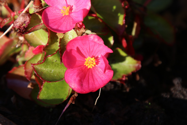 Blüte der Eisbegonie