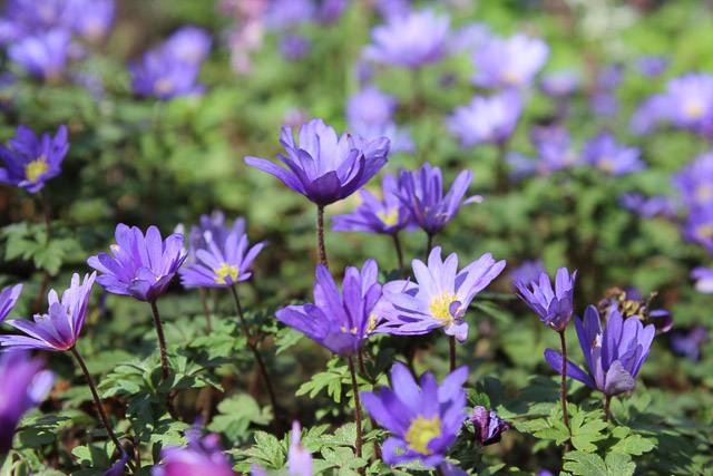 Anemonenpolster