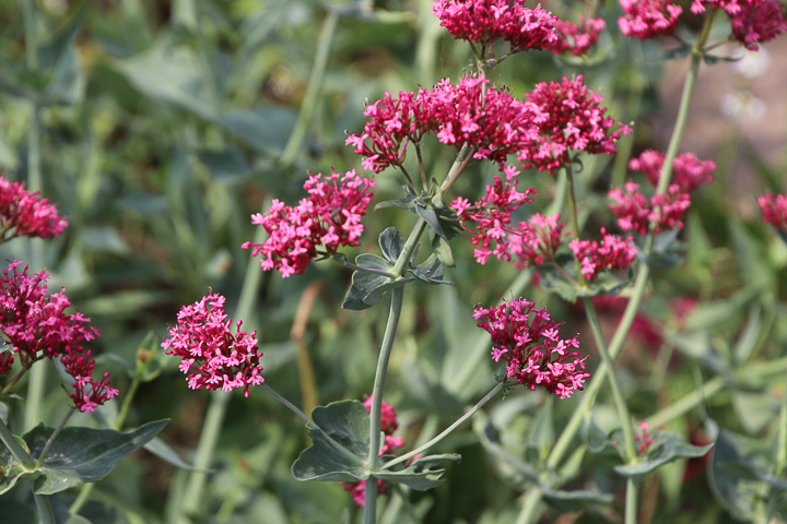 Rote Spornblume