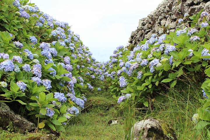 blaue Wege aus Hortensien auf den Azoren
