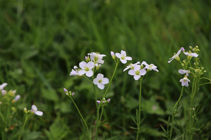 öffnen sich die Blüten
