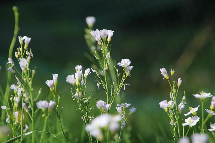 sind die Blüten noch geschlossen
