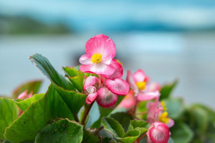 wunderschöne kleine Blüte
