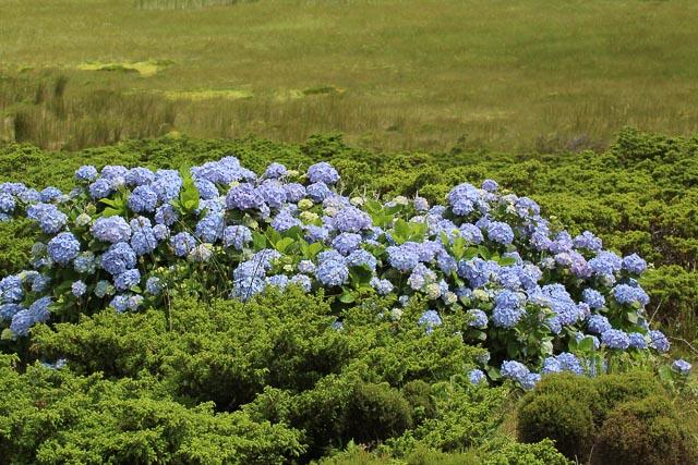 wilde blaue Hortensie (Azoren)
