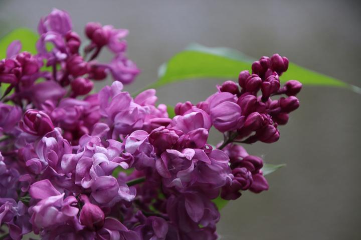 violetter Flieder
