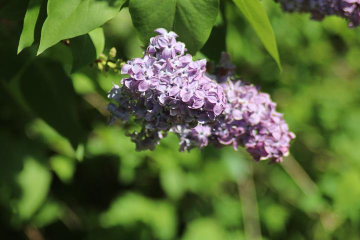 violetter Flieder

