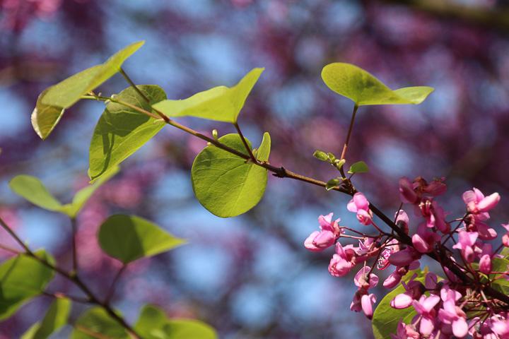 Blattwerk und Blüte
