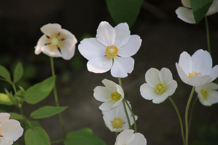 einfach aufgebaute Blüte
