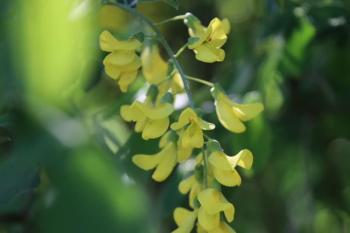 einzelne Blüte
