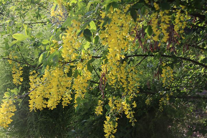 Blüten hängen zusammen
