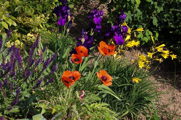 Ziersalbei, sowie gelben und blauen Lilien
